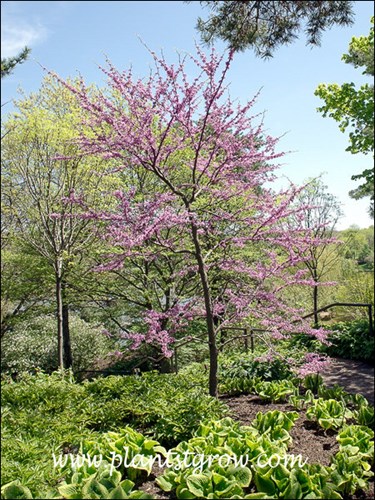 (end of April)